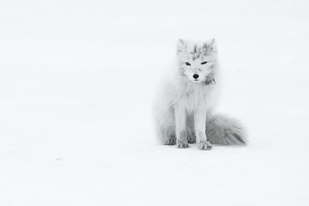 Arctic Fox art print by Roberto Marchegiani for $57.95 CAD