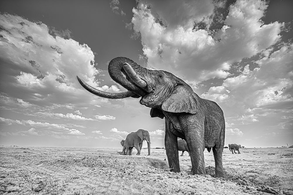 Elephant Drinking art print by Yun Wang for $57.95 CAD