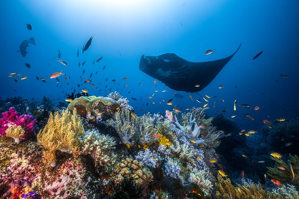 Manta Reef On The Reef art print by Barathieu Gabriel for $57.95 CAD