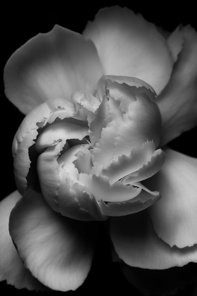 White Flower art print by Francisco Ross for $57.95 CAD