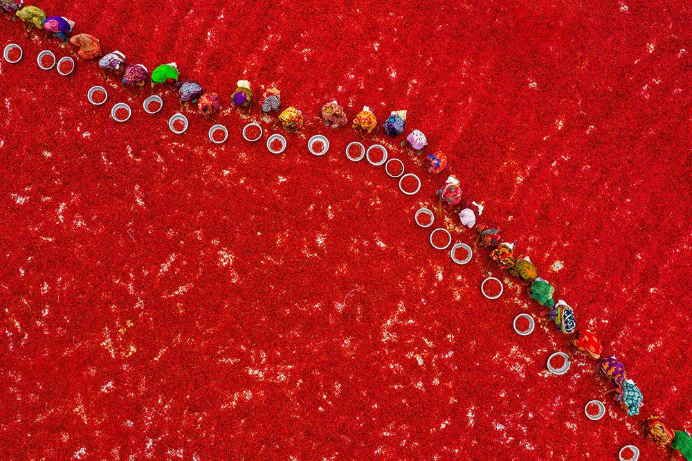 Picking Red Chilies art print by Azim Khan Ronnie for $57.95 CAD