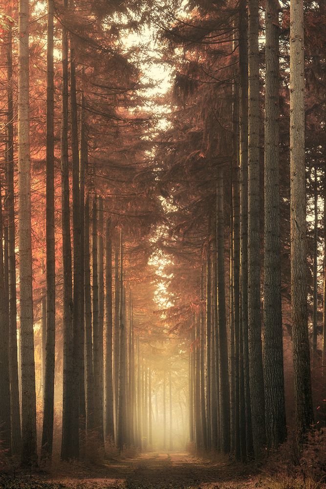 Light Burning art print by Ye for $57.95 CAD