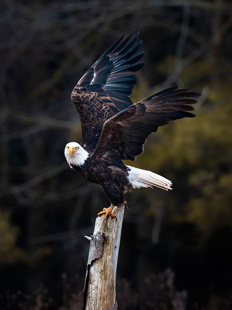 Soar art print by Fion Wong for $57.95 CAD