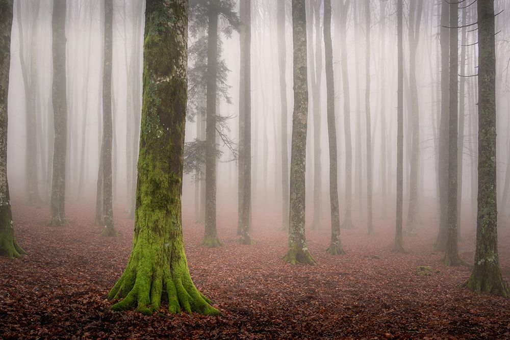La foresta incantata art print by Andrea Maestosi for $57.95 CAD