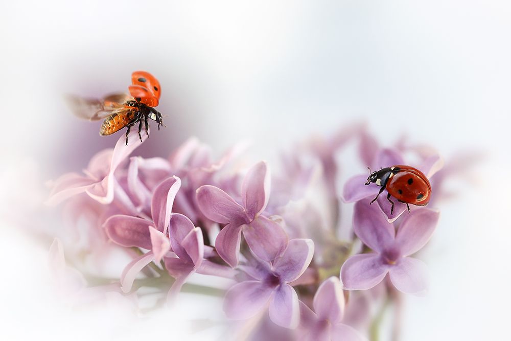 Almost summer.... art print by Ellen van Deelen for $57.95 CAD