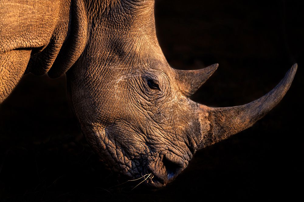 Rhinoceros art print by Jie Fischer for $57.95 CAD