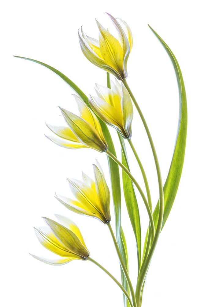 Tulipa art print by Mandy Disher for $57.95 CAD