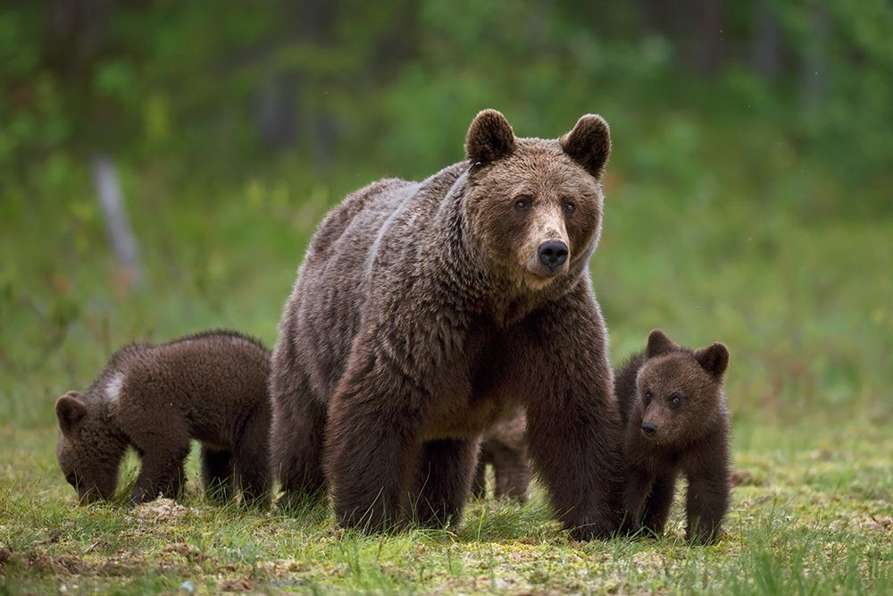 The family of the wood art print by Marco Pozzi for $57.95 CAD