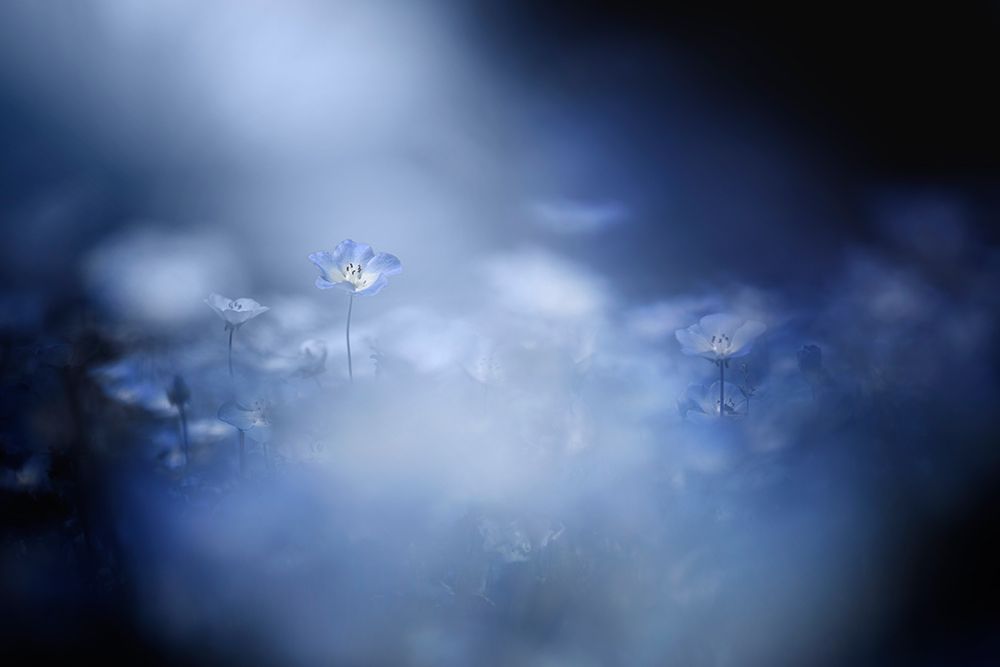 Gentle Light art print by Takashi Suzuki for $57.95 CAD
