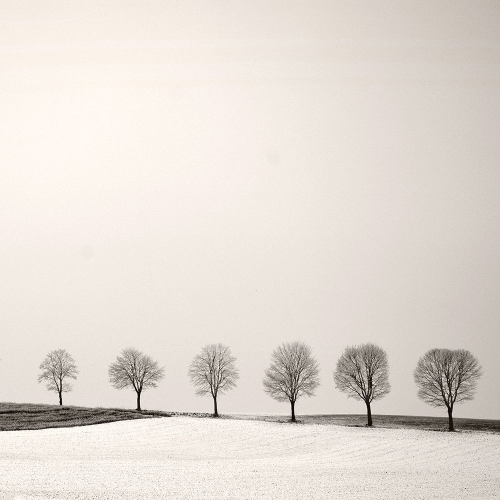 Tree Line art print by Lena Weisbek for $57.95 CAD