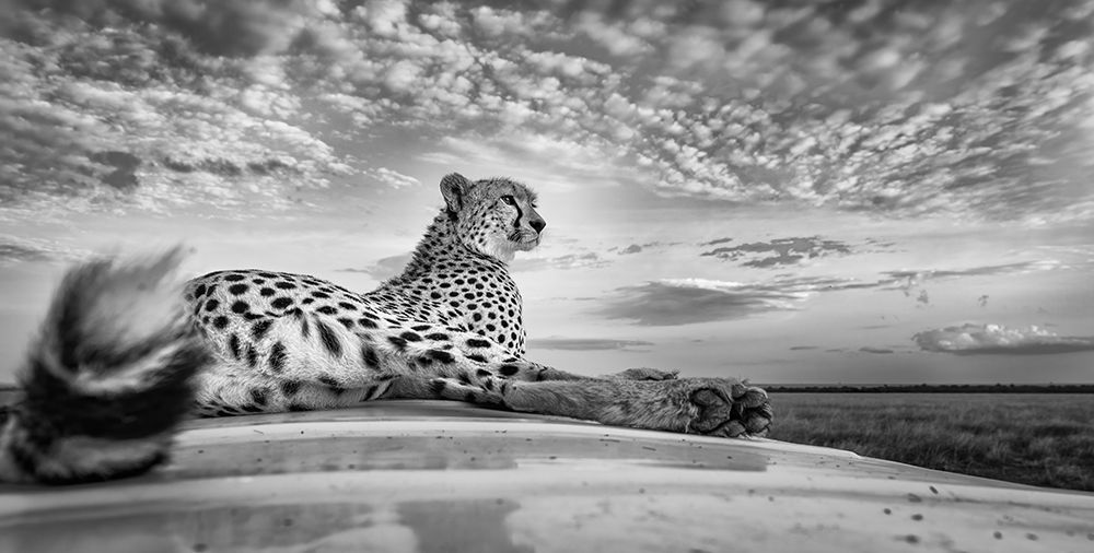 Scanning The Savanna art print by Jeffrey C. Sink for $57.95 CAD