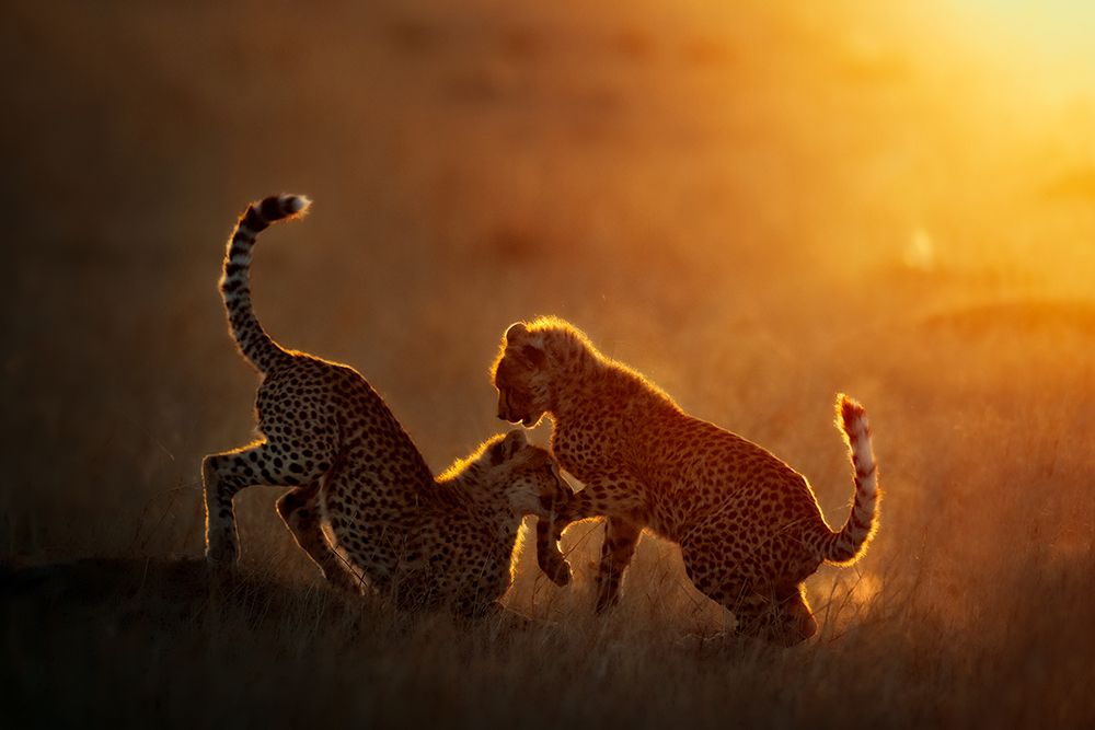 Playing At Sunrise art print by Mario Vigo for $57.95 CAD