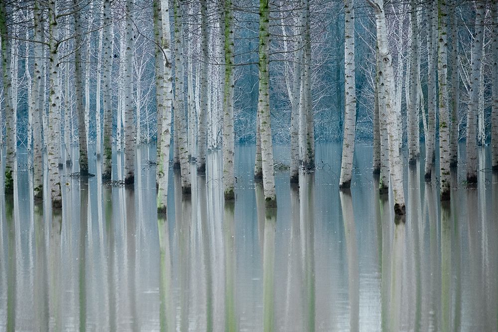 Enchanted Forest art print by Ralu Butnaru for $57.95 CAD