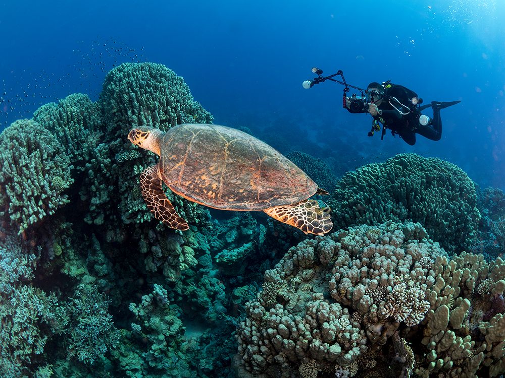 Turtle And A Photographer art print by Ilan Ben Tov for $57.95 CAD