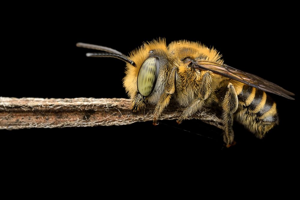 asleep art print by Donald Jusa for $57.95 CAD