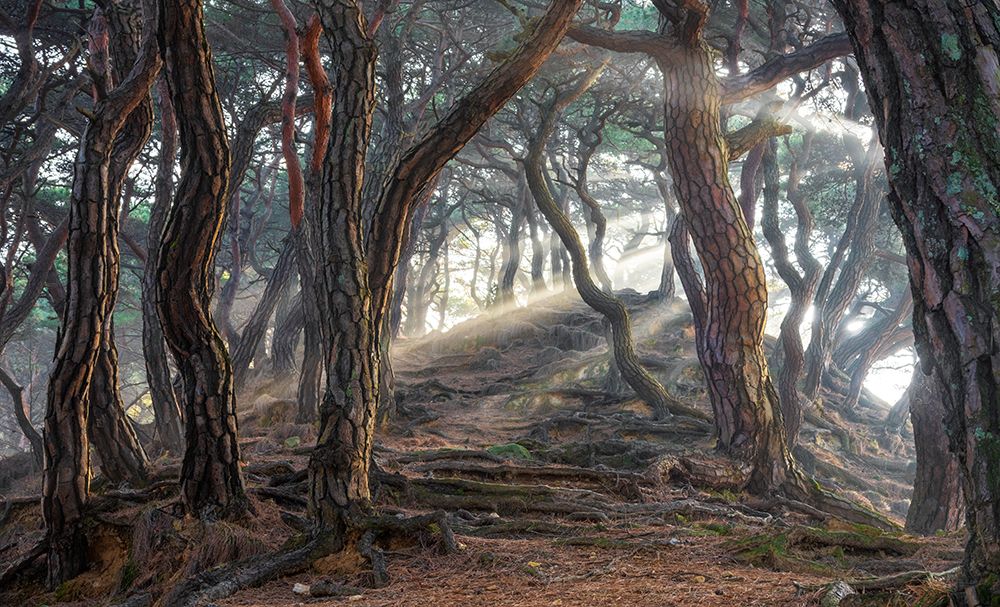 Sacred pine forest art print by Jaeyoun Ryu for $57.95 CAD