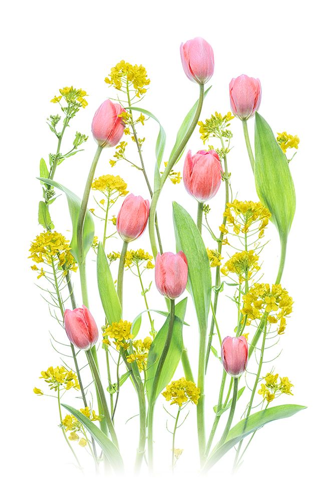 Bright Spring Flowers art print by Lydia Jacobs for $57.95 CAD