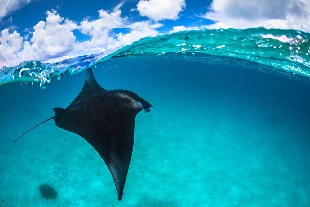 A Reef Manta Ray In Mayotte art print by Barathieu Gabriel for $57.95 CAD