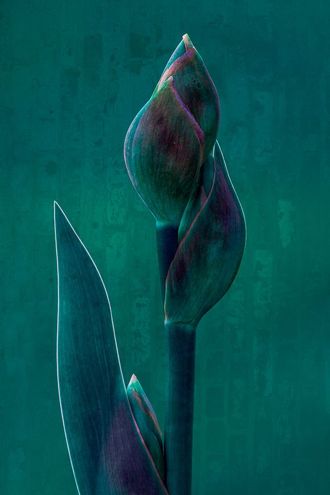 Blue Charade. art print by Chris Hamilton for $57.95 CAD