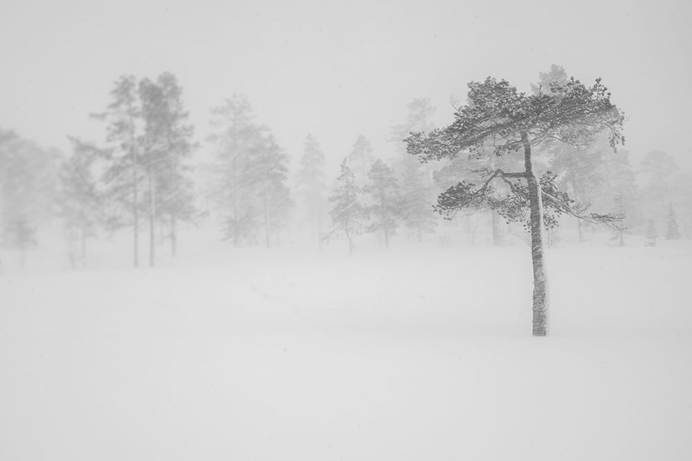 Tree In Snowstorm art print by Helena Normark for $57.95 CAD