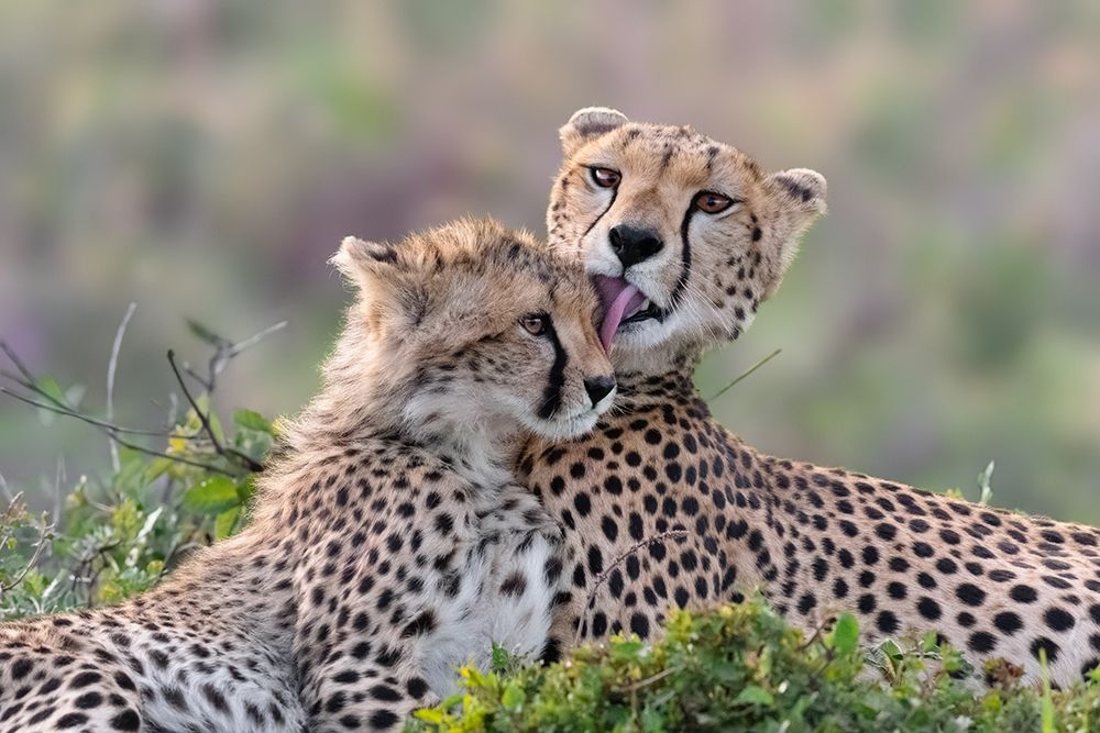 Motherly love art print by Mario Vigo for $57.95 CAD