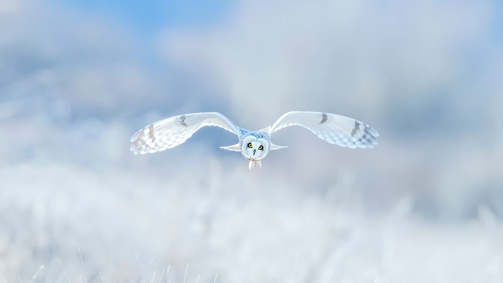 Winter-Winter-Winter,Wonderland art print by Fion Wong for $57.95 CAD