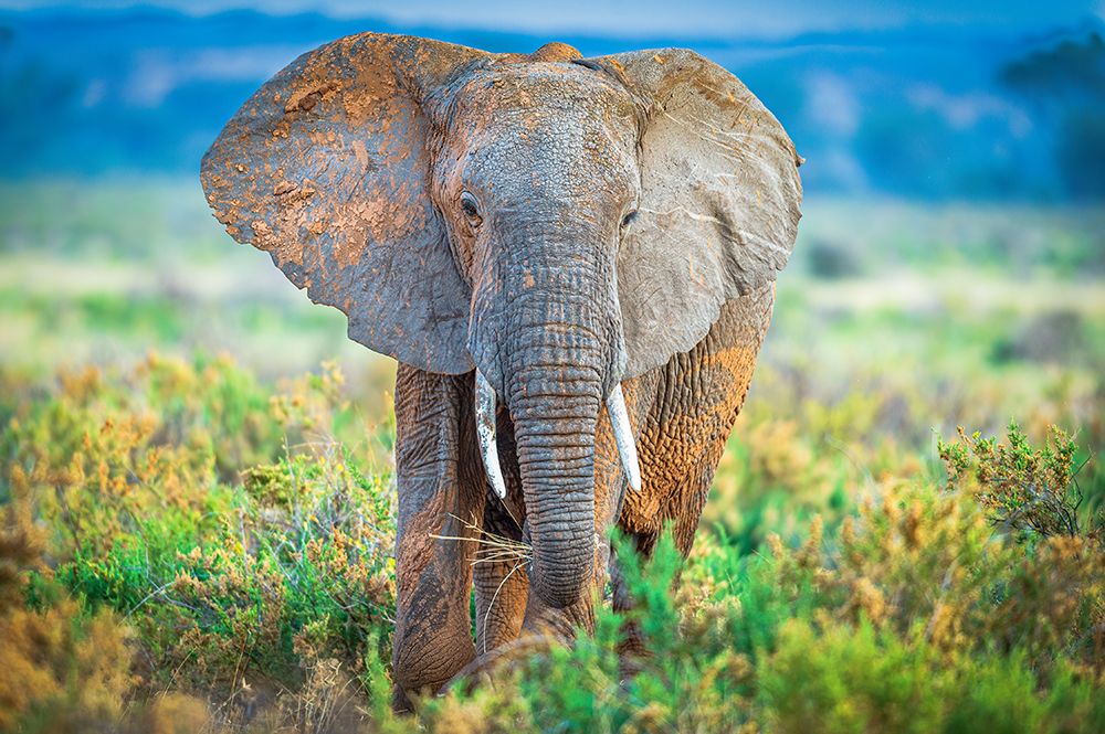 Pastel Elephant art print by Jeffrey C. Sink for $57.95 CAD