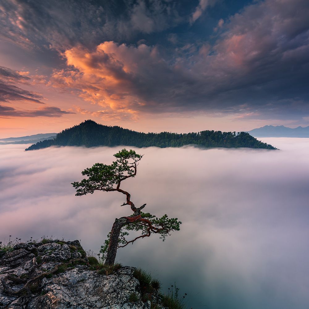 Bonsai VI art print by Karol Nienartowicz for $57.95 CAD