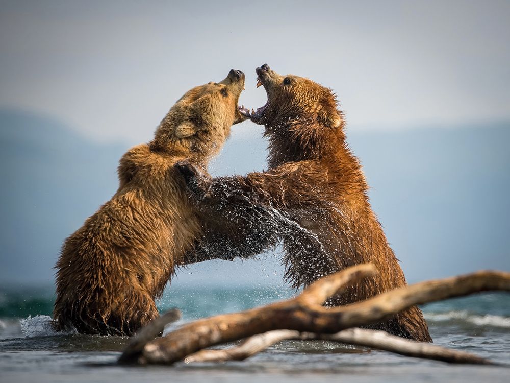 TheAnKamchatkaAnbrownAnbear art print by Petr Simon for $57.95 CAD