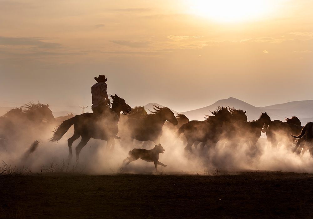 Noble Horses art print by Ismail Atabek for $57.95 CAD