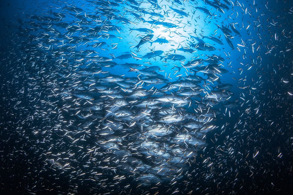 Underwater life of Tachai art print by Barathieu Gabriel for $57.95 CAD