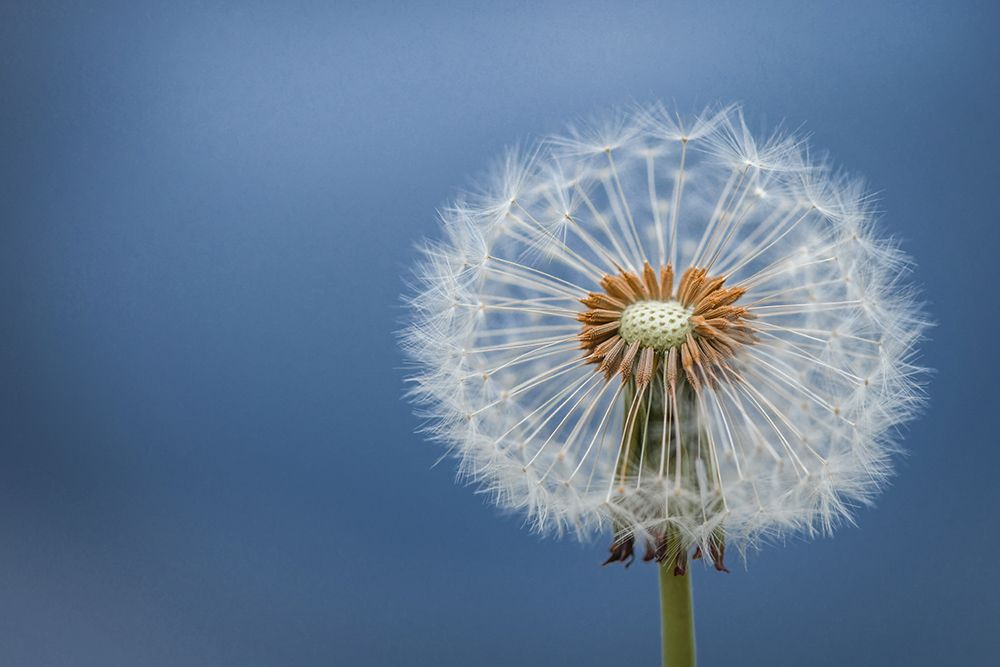Dandelion art print by Bess Hamiti for $57.95 CAD