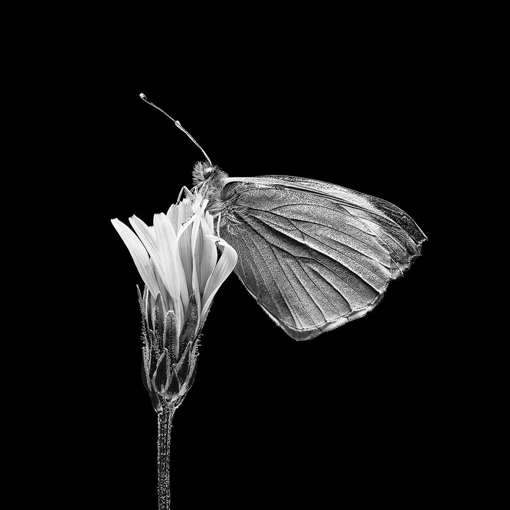 Untitled art print by Rico Cavallo for $57.95 CAD