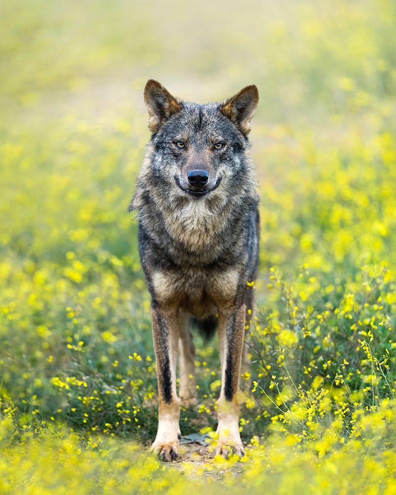 Iberian Wolf art print by Fegari for $57.95 CAD