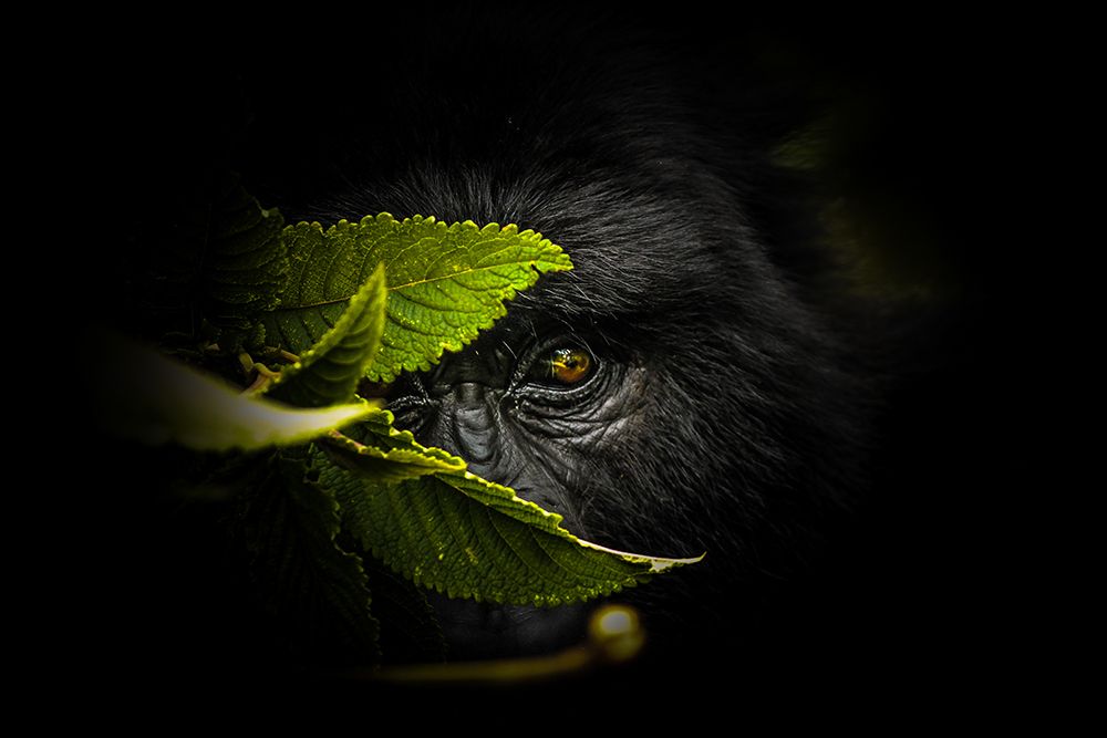 Keeping Secrets art print by Mangini Photography for $57.95 CAD