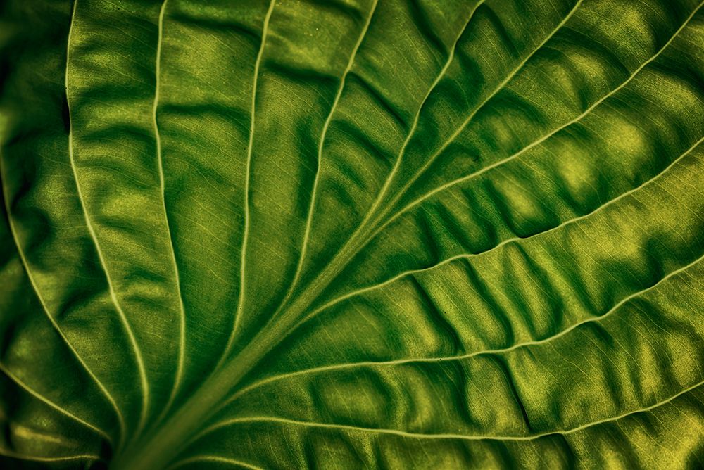 Leaf Of A Hosta art print by Lotte Gronkjar for $57.95 CAD
