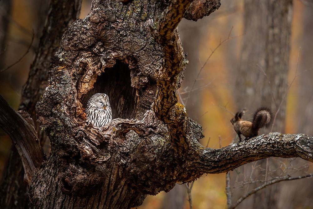 An Owl A A Squirrel art print by Hung Tsui for $57.95 CAD