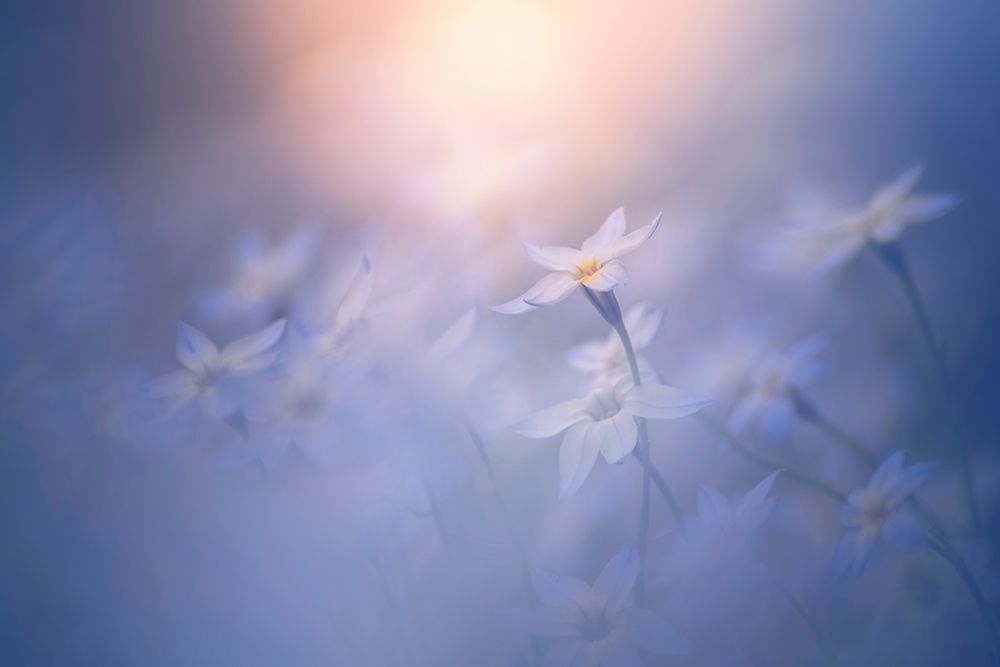 In The Pale Light art print by Takashi Suzuki for $57.95 CAD