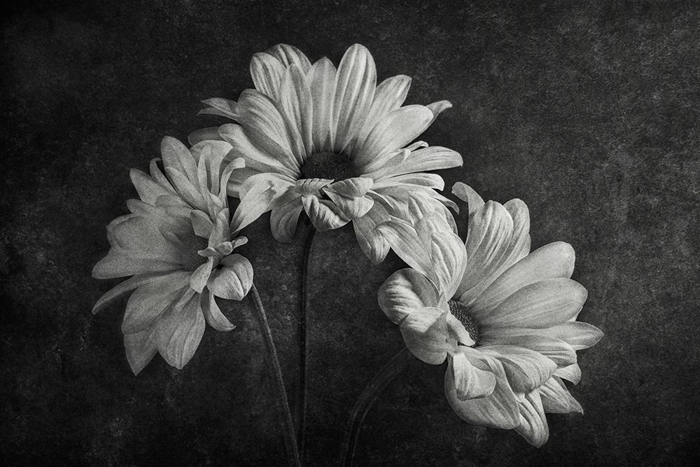 Untitled art print by Stephen Clough for $57.95 CAD