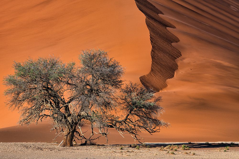 Acacia In The Desert art print by Luigi Ruoppolo for $57.95 CAD