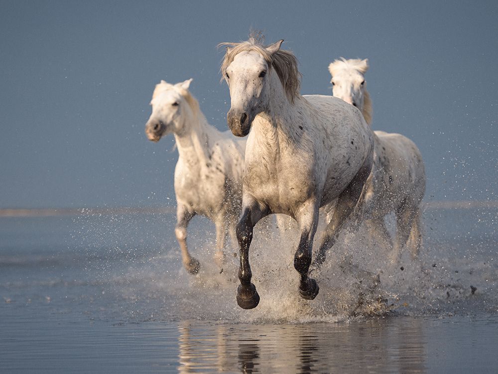 Camargue Horses On Sunset art print by Rostovskiy Anton for $57.95 CAD