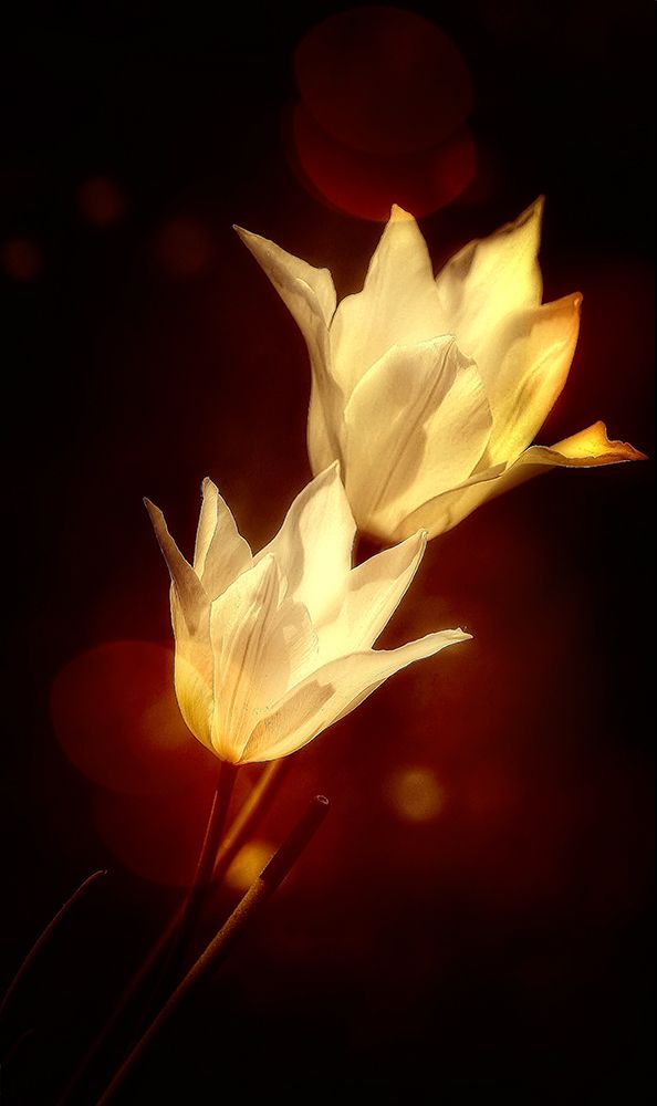 white tulips art print by Anna Cseresnjes for $57.95 CAD