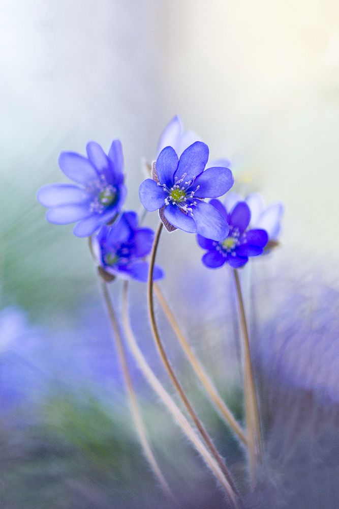 Memories Of A Spring II art print by Davis Zandersons for $57.95 CAD
