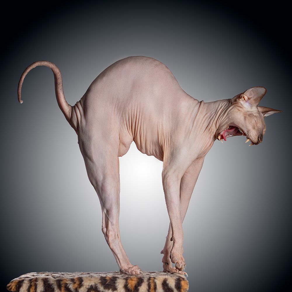 Sphinx art print by Nikolay Sizikov for $57.95 CAD