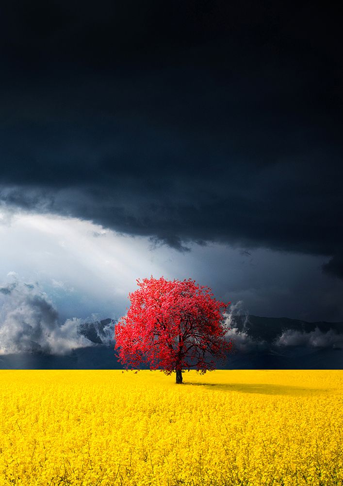 Red Tree art print by Bess Hamiti for $57.95 CAD