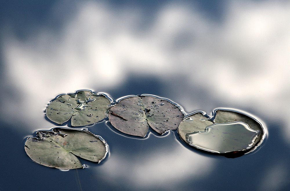 Four art print by Bror Johansson for $57.95 CAD