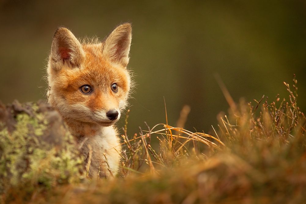 Fox art print by Robert Adamec for $57.95 CAD