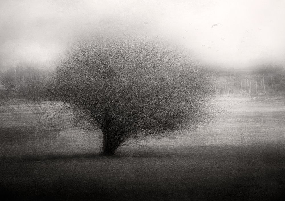 On The Meadow art print by Katarina Holmstrom for $57.95 CAD