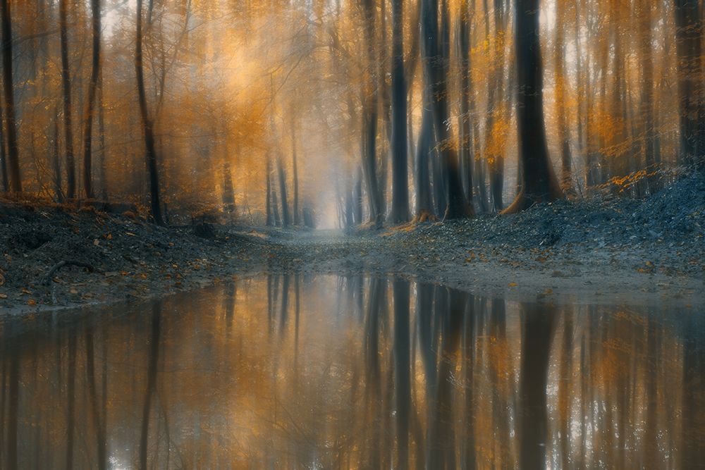 The Woods art print by Bingo Z for $57.95 CAD