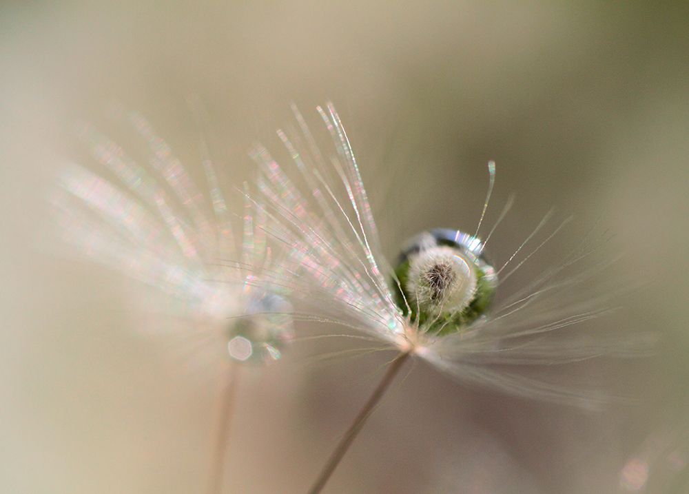 Star Of Dandelion art print by Bertrand Kulik for $57.95 CAD